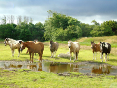 American Paint Horse breeding the Eagles Ranch on Texel