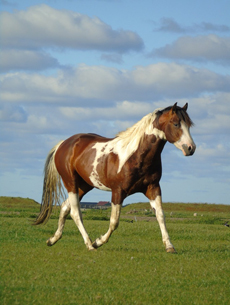 Eagles op Texel | Texelse Paint Horse