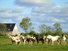 American Paint Horse fokkerij de Eagles Ranch op Texel