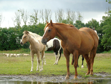 American Paint Horse breeding the Eagles Ranch on Texel