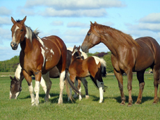 American Paint Horse breeding the Eagles Ranch on Texel