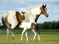 American Paint Horse fokkerij de Eagles Ranch op Texel