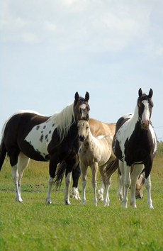 American Paint Horse fokkerij de Eagles Ranch op Texel