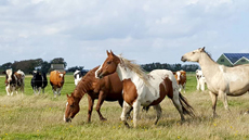 American Paint Horse fokkerij de Eagles Ranch op Texel