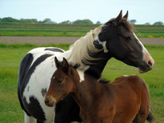 American Paint Horse fokkerij de Eagles Ranch op Texel