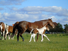 American Paint Horse fokkerij de Eagles Ranch op Texel