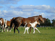 American Paint Horse breeding the Eagles Ranch on Texel