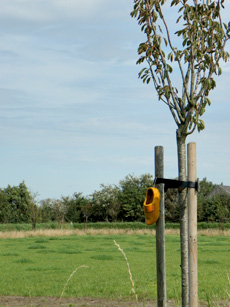 Haflinger merrie met pinto veulen 