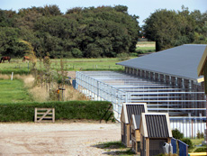 Haflinger merrie met pinto veulen 