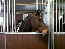 Paardenstalling de Eagles Ranch