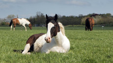 Veulen opfok programma de Eagles Ranch