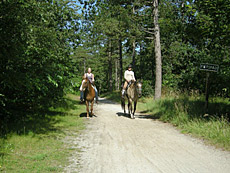 Paardenstalling de Eagles Ranch