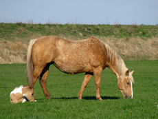 American Paint Horse fokkerij De Eagles Ranch 