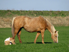 American Paint Horse Stud Farm The Eagles Ranch 