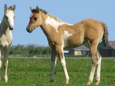 Stallion foal 2010 Eagles Qton Lucky Boy