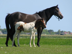 Fokmerrie met veulen