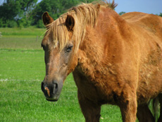 Sorrel Solid merrie van de Eagles Ranch