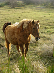 Senior horses at the Eagles Ranch 