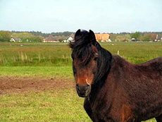 Een mooie oude dag voor uw paard