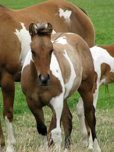 American Paint Horse fokkerij De Eagles Ranch 
