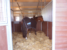 Paardenstalling de Eagles Ranch