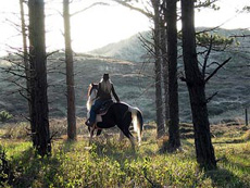 Paarden vakantiestalling Eagles Ranch