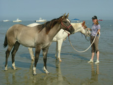 Paardenstalling de Eagles Ranch