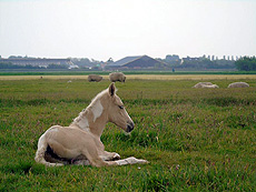 Eagles Ranch