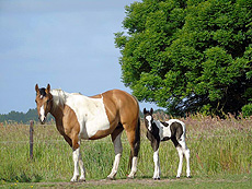 Eagles Ranch