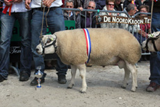 Texels schaap
