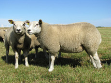 Texels schaap