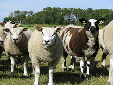 Texel Sheep