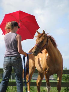 Natural Horsemanship