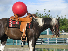 Natural Horsemanship