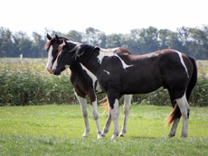 Natural Horsemanship