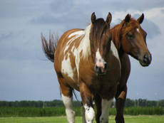 Natural Horsemanship