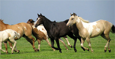 Natural Horsemanship