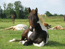 Natural Horsemanship