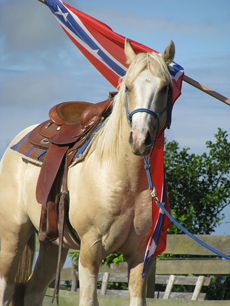 Natural Horsemanship