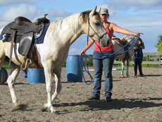 Natural Horsemanship