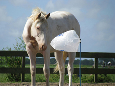 Natural Horsemanship