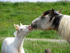 Natural Horsemanship