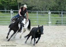 Team Penning