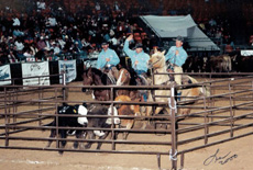 Team Penning