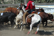 Team Penning