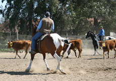 Team Penning