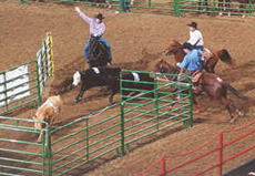 Team Penning