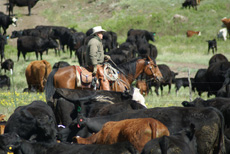 Working Cow Horse