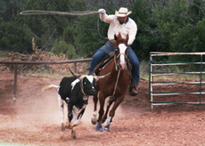 Working Cow Horse