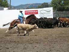 Working Cow Horse